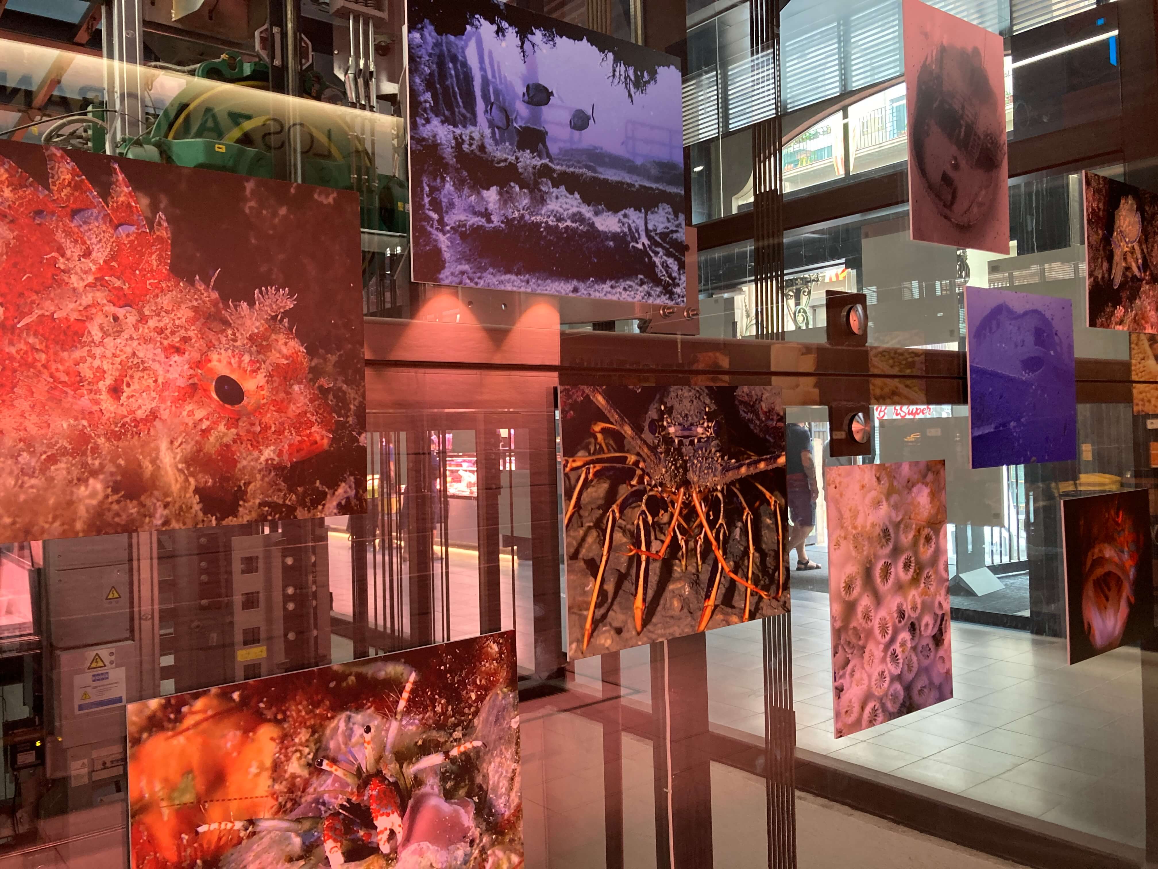 L’EXPOSICIÓ “TARRAGONA SOTA EL MAR”, AL MERCAT CENTRAL FINS EL 21 D’AGOST